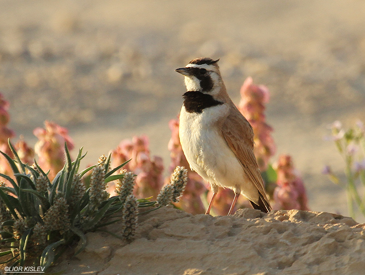     Temminck's (Horned) Lark Eremophila bilopha  ,   the Meishar southern Negev, April 2010 Lior Kislev